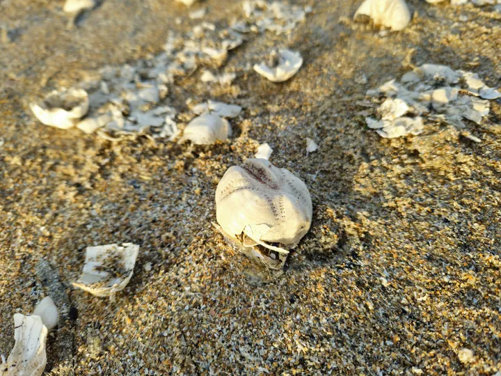 Oostnieuwkerke duinen wandeling in de koude (België)